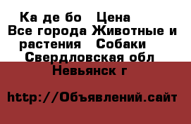 Ка де бо › Цена ­ 25 - Все города Животные и растения » Собаки   . Свердловская обл.,Невьянск г.